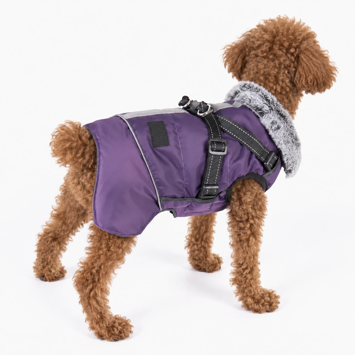 Dog wearing a warm coat with integrated harness
