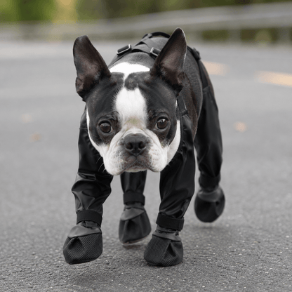 Waterproof Black Dog Boots for Winter