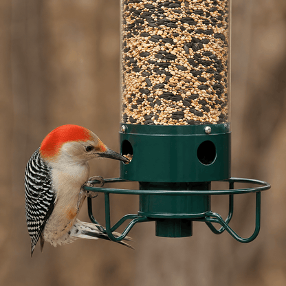 Metal Hanging Squirrel-Proof Bird Feeder Station - For Small Birds - 2.2 kg Capacity
