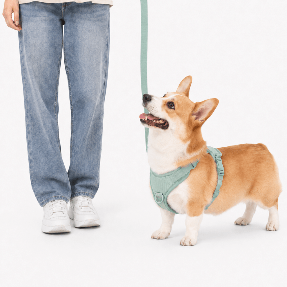5-Piece Corduroy Dog Harness & Lead Set