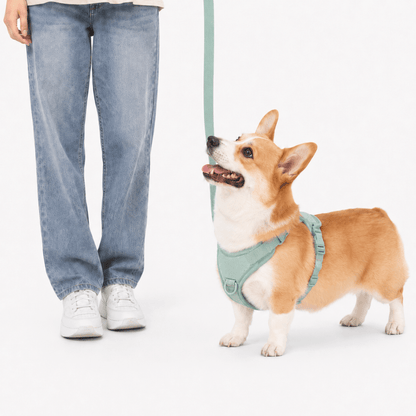 5-Piece Corduroy Dog Harness & Lead Set