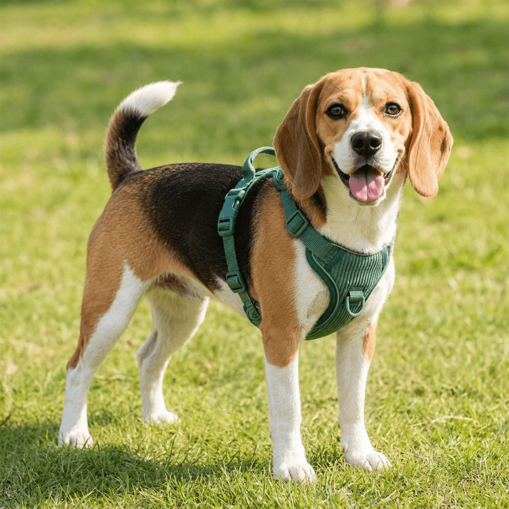 No-Pull Corduroy Dog Harness