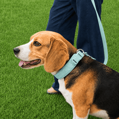 Corduroy Dog Collar