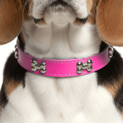 Classic Everyday Dog Collar