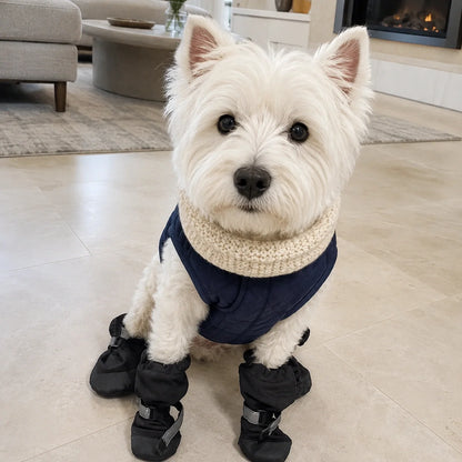 West Highland Terrier wearing black dog boots indoors