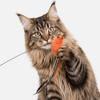Interactive Flying Bird Cat Toy with Suction Base