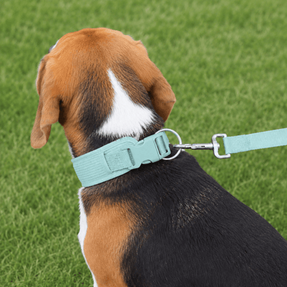 Corduroy Dog Collar