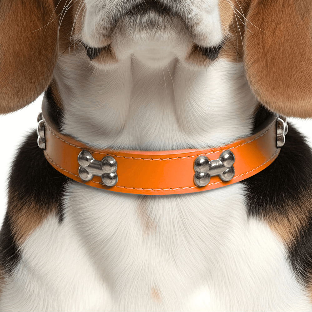 Classic Everyday Dog Collar