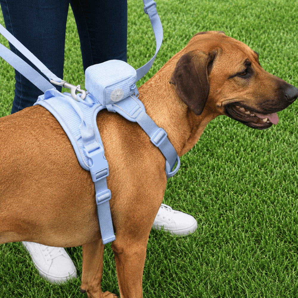 5-Piece Corduroy Dog Harness & Lead Set