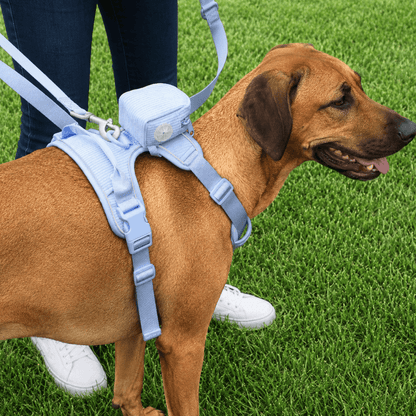 5-Piece Corduroy Dog Harness & Lead Set