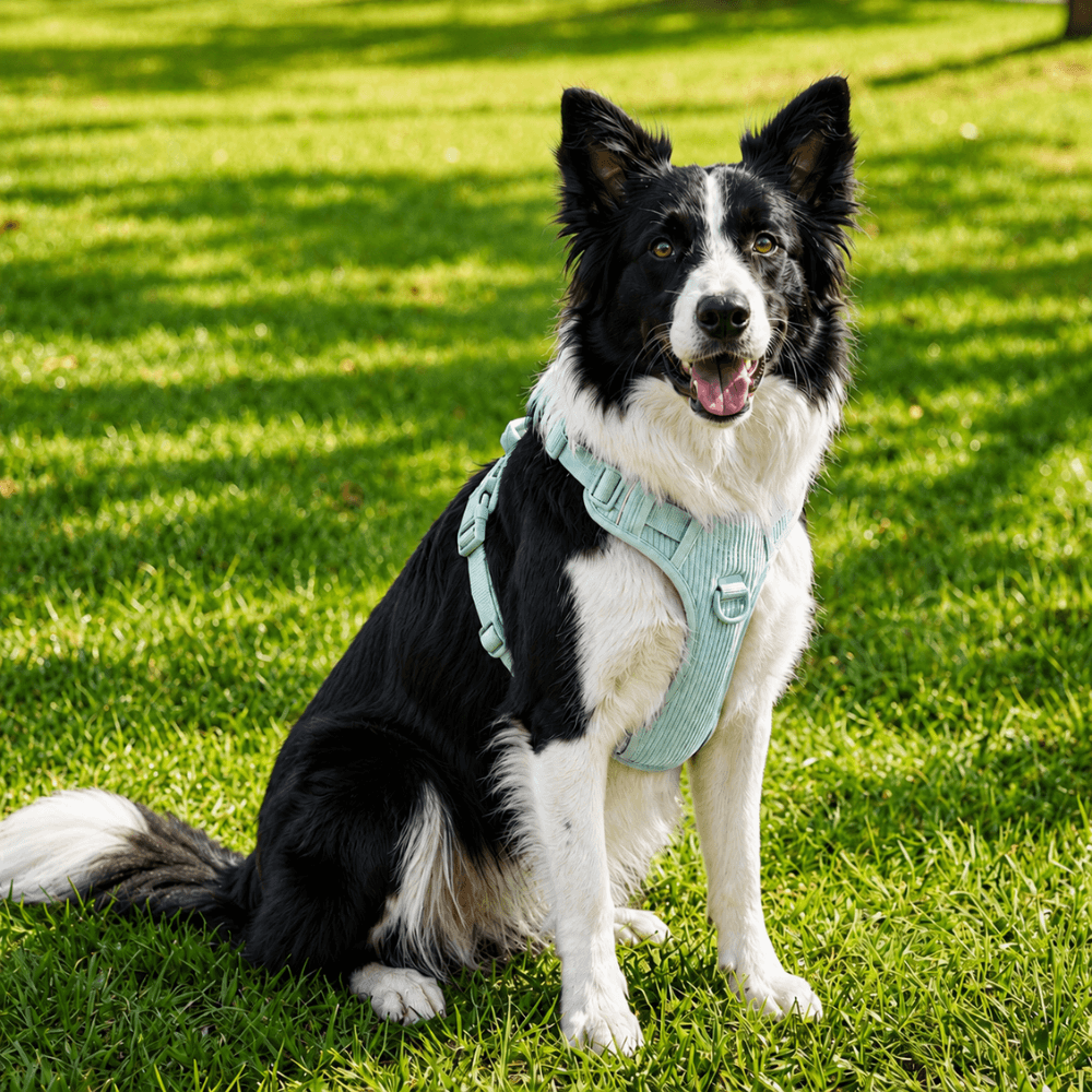 No-Pull Corduroy Dog Harness