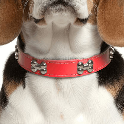 Classic Everyday Dog Collar