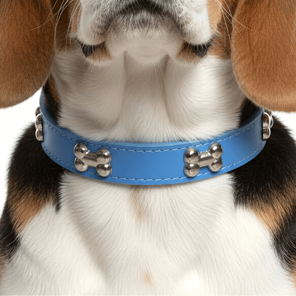 Classic Everyday Dog Collar