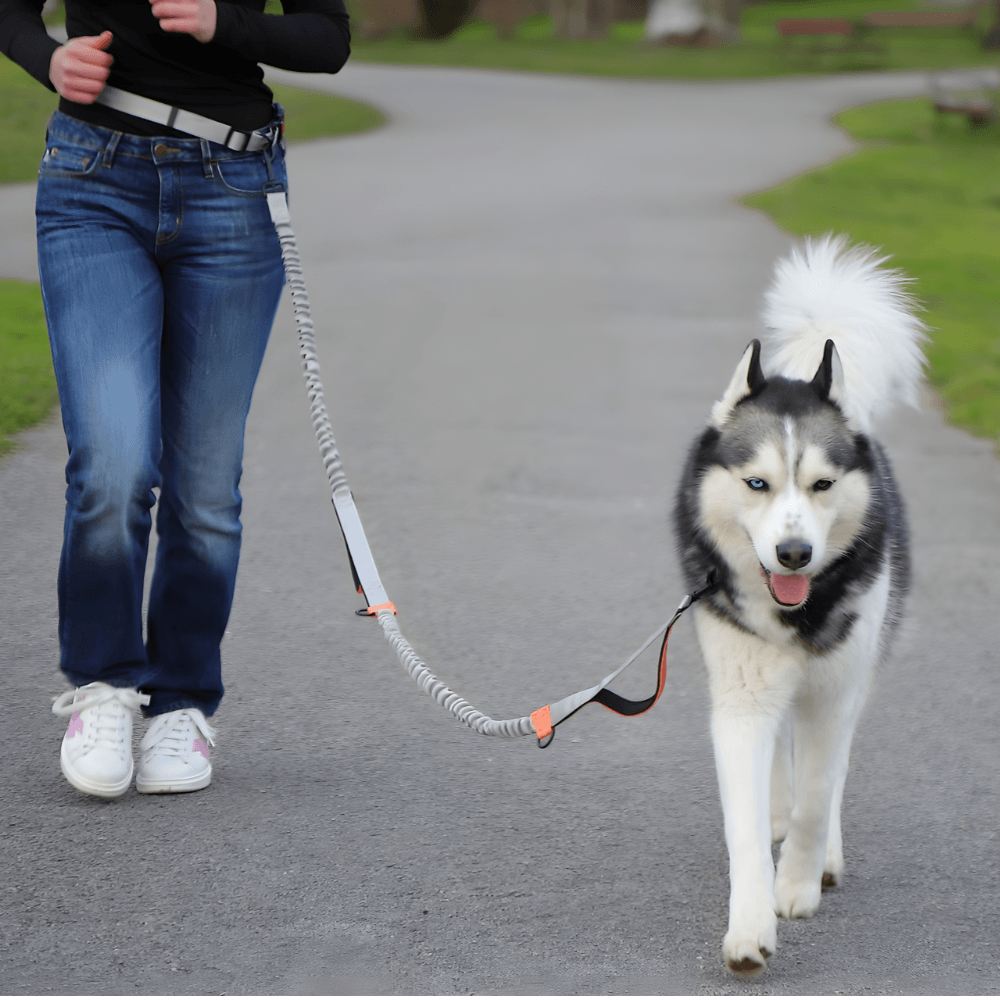 Hands-Free Waist Dog Lead
