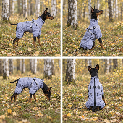 Dog wearing the purple raincoat in woodland