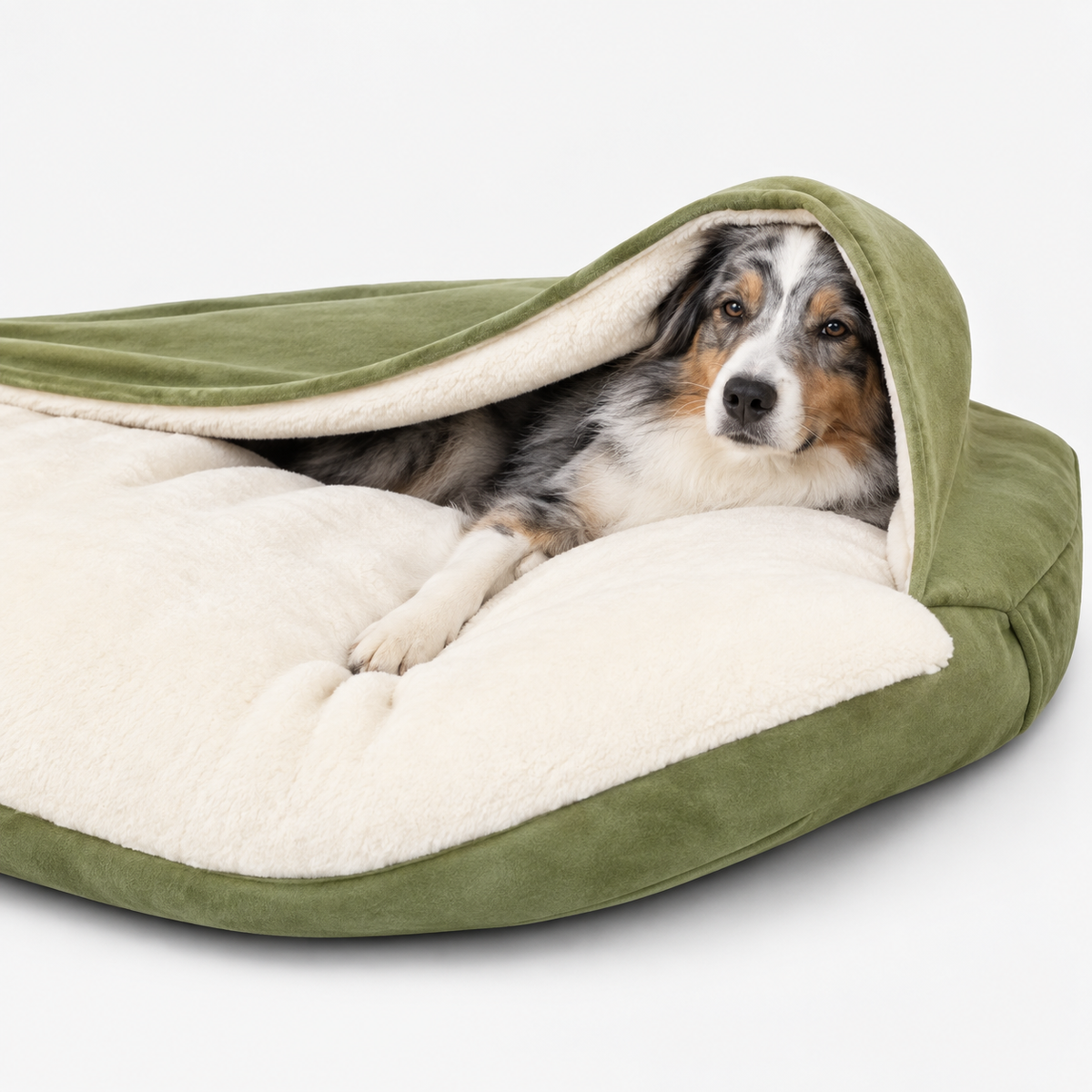 Green hooded dog bed with an Australian shepherd resting beneath the cover