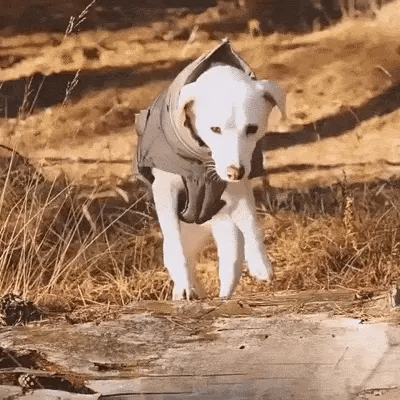 Warm Waterproof Dog Jacket Coat for Winter, Rain and Snow