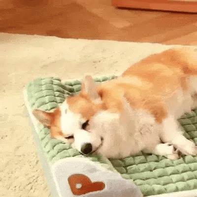 Orthopaedic Memory Foam Dog Bed with Washable Cover