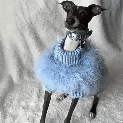Cosy Cute Wool Winter Dog Jumper & Sweater