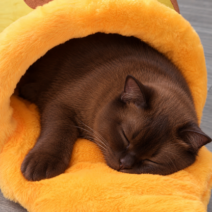 Close-up of a pet sleeping on the honey-pot bed cushion