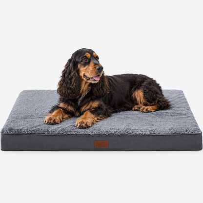 Cocker Spaniel on a grey rectangular mattress in a studio
