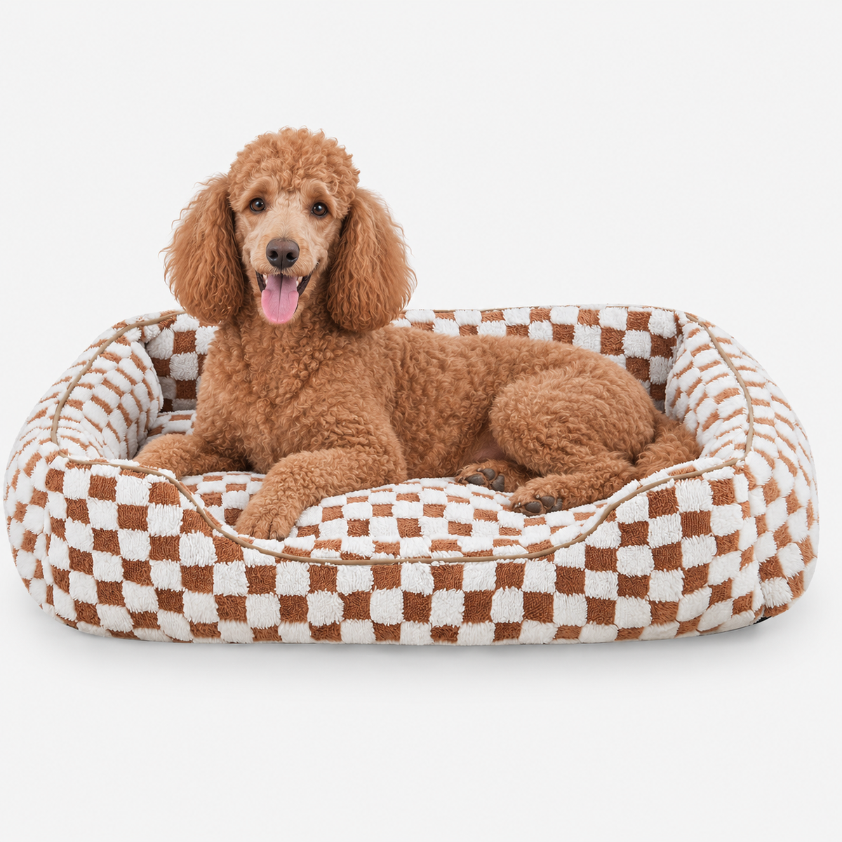 A red poodle resting in the brown checked bolster bed in a studio