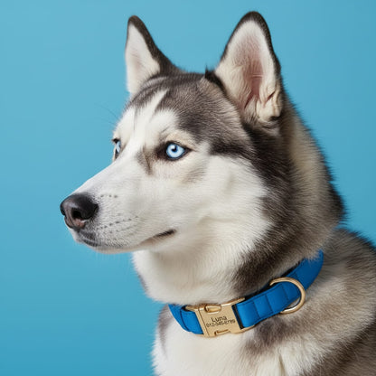 Colorful Laser-Engraved Dog Collar