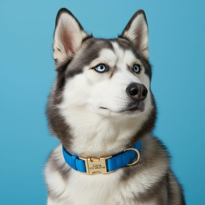 Colorful Laser-Engraved Dog Collar