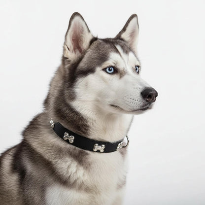 Classic Everyday Dog Collar