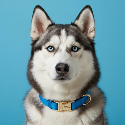 Colorful Laser-Engraved Dog Collar
