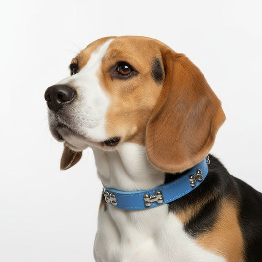 Classic Everyday Dog Collar