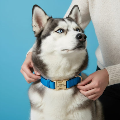 Colorful Laser-Engraved Dog Collar
