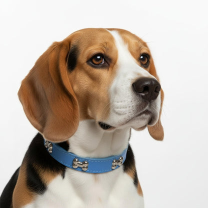 Classic Everyday Dog Collar