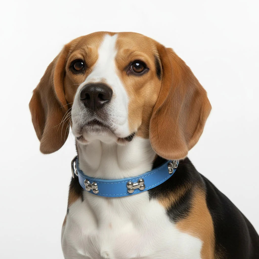 Classic Everyday Dog Collar