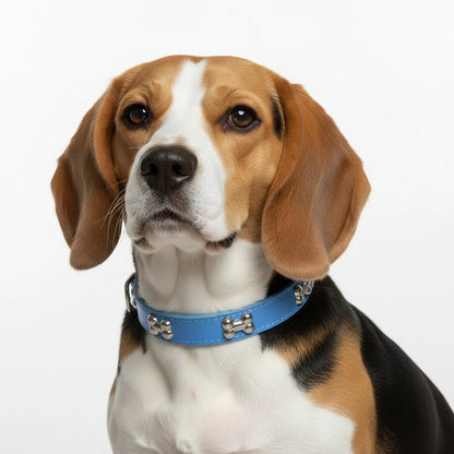 Classic Everyday Dog Collar