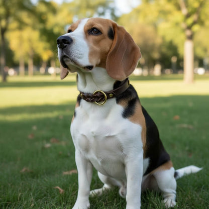 Classic Braided Leather Dog Collar