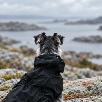 Rear view of a dog wearing a black raincoat